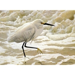 Wave Dance - Egret by wildlife artist Matthew Hillier