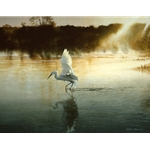 Breaking the Silence - Egret by wildlife artist Matthew Hillier