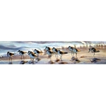 Shoreline Sanderlings by wildlife artist Matthew Hillier