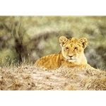 Lion Cub by African wildlife artist Simon Combes