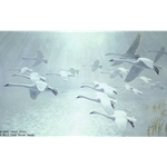20 Whistling Swans Came out of the Mist by Peter Scott