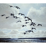 Canada Geese Coming to the Marsh by Peter Scott