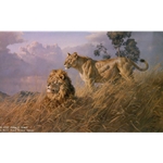 African Evening Lions by wildlife artist Donald Grant