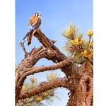 Bird's Eye View - Kestrel by artist John Mullane