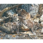 While the Cat's Away - Cougar cubs by wildlife artist Carl Brenders
