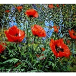 Red Poppies by Peter Ellenshaw