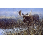 Cautious Approach - Bull Moose by artist Paco Young