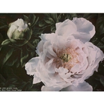 Lady of the Evening - Tree Peony by floral watercolor artist Arleta Pech