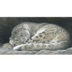 Sleeping - Snow Leopard by Robert Bateman