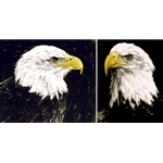 Bald Eagle Portraits (pair) by wildlife artist Chris Calle