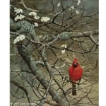 Signals of Spring - Cardinal by wildlife artist Lars Jonsson