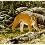 On the Alert - Mountain Lion by wildlife artist Chris Calle