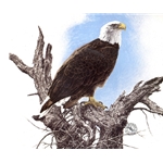 Silent Watch Bald Eagle by wildlife artist Chris Calle