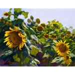 Sunflowers Near Cortona by artist June Carey