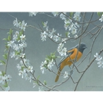 Baltimore Oriole and Plum Blossoms by Robert Bateman