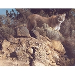 Cliff Dweller - Cougar by wildlife artist Carl Brenders