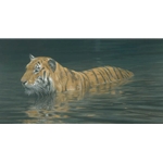 River Ford - Tiger by Robert Bateman