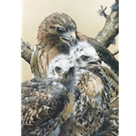 Wisdom and Innocence - red-tailed hawk with chicks by wilderness artist Carl Brenders