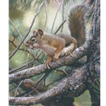 Social Climber - Squirrel in pine tree by wilderness artist Carl Brenders