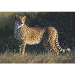 Duma - Cheetah by Daniel Smith