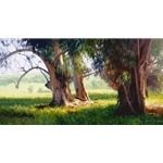 Eucalyptus Trunks by California artist June Carey