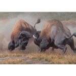 Summer Rumble - Bison bulls battling by wildlife artist Kyle Sims