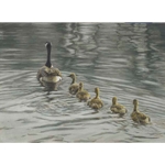 Canada Goose and Goslings by Robert Bateman