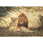 Midday Siesta - Lion Pair resting by african wildlife artist Simon Combes