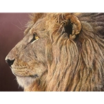 Titan II - lion face off by African wildlife artist Guy Combes