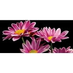 African Daisy - pink flower by floral photographer Richard Reynolds