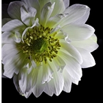 Anemone 2 - white blooming by floral photographer Richard Reynolds