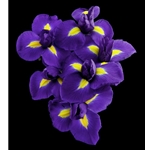 Dutch Iris by floral photographer Richard Reynolds