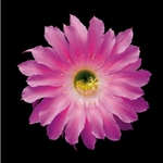 Echinopsis Cactus Hybrid Maria Piazza by floral photographer Richard Reynolds