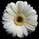 Gerbera Daisy 2 - White by floral photographer Richard Reynolds