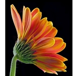 Gerbera Daisy by floral photographer Richard Reynolds