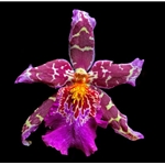 Orchid - Tropic Tom by floral photographer Richard Reynolds