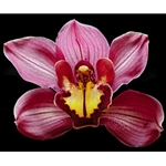 Orchid - Eikoh by floral photographer Richard Reynolds