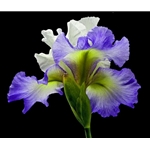Tall Bearded Iris - Alizes by photographer Richard Reynolds