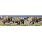 Grounds Keepers - Bison herd grazing by artist Rod Frederick