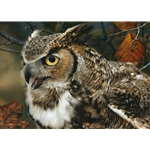 In Focus - great horned owl portrait by wildlife artist Carl Brenders