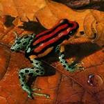 Spot-bellied Dart Frog by artist Carel Brest van Kempen