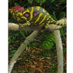 Minor Chameleon - Female by artist Carel Brest van Kempen