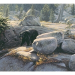 Boulder Bruin by Stephen Lyman