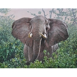 The Constant Gardener - Bull Elephant by artist Guy Combes