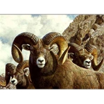 Rocky Kingdom - Big Horn Sheep by Carl Brenders