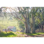 Basking Eucalyptus - California summer by artist June Carey