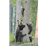 Tree Huggers - brown bear & cubs by wildlife artist John Bye
