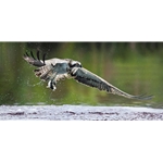 Catch of the Day - osprey and prey by artist John Bye