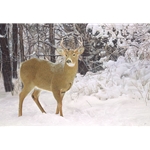Winters Beauty - white-tailed deer by artist John Bye