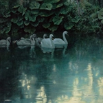 Great Durnford Mute Swans - by nature artist Robert Bateman Salisbury Plain